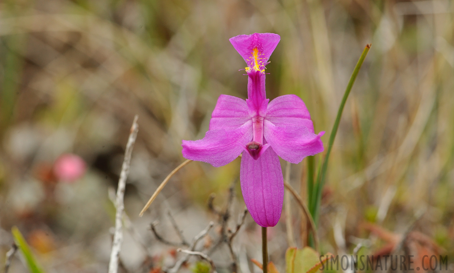 Calopogon tuberosus [105 mm, 1/200 sec at f / 13, ISO 800]